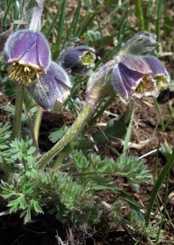 Pulsatilla campanella.jpg