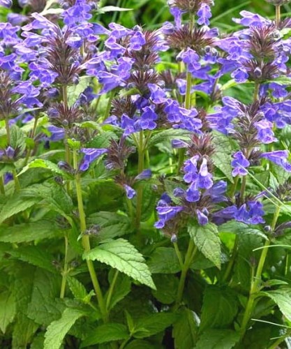 Nepeta nervosa Neptune.jpg