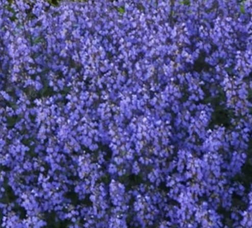 Nepeta x faassenii Purrsian Blue.jpg