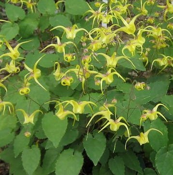 Epimedium davidii.jpg