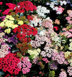 krwawnik pospolity "Colorado" (łac. Achillea millefolium) kod: 11844