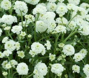 krwawnik kichawiec "Diadem" (łac. Achillea ptarmica) kod: 11846