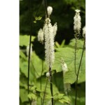 pluskwica groniasta "Cordifolia" (łac. Cimicifuga racemosa) kod: 2502