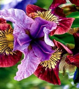 kosaciec syberyjski "Peacock Butterfly Miss Apple" (łac. Iris sibirica) kod: 11872