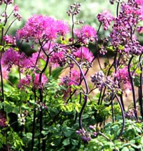 rutewka  "Little Pinkie" (łac. Thalictrum) kod: 11888