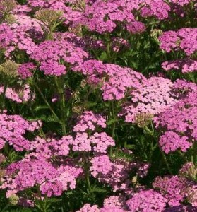 krwawnik pospolity "Pretty Belinda" (łac. Achillea millefolium) kod: 11803