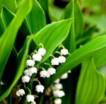 konwalia majowa "Hardwick Hall" (łac. Convallaria majalis) kod: 7465