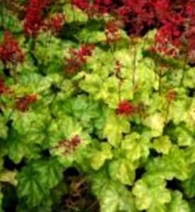 żurawka  "Tokyo" (łac. Heuchera) kod: 11823