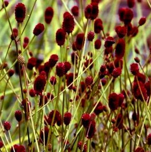 krwiściąg lekarski "Proud Mary" (łac. Sanguisorba officinalis) kod: 11837