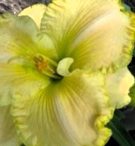 hemerocallis first knight.jpg.jpg