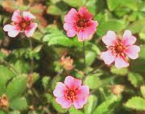 potentila nepalensis shogran.jpg