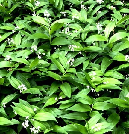 smilacina stellata.jpg