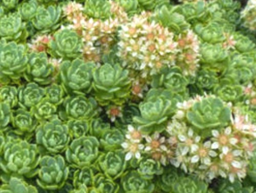 sedum pachyclados.jpg