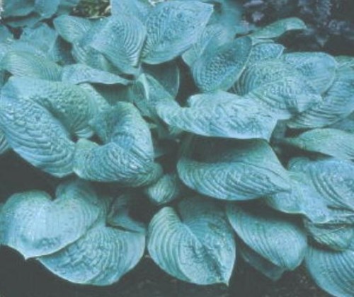 hosta blue umbrellas.jpg