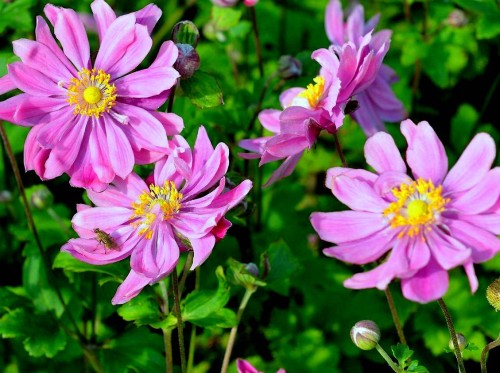 anemone-japonica-bressingham-glow.jpg