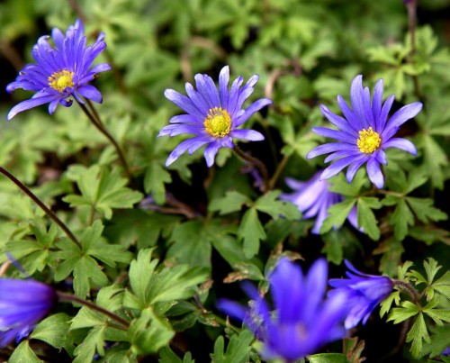 ANEMONE blanda Blue Shades.jpg