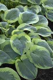 HOSTA  Olive Bailey Langdon.jpg