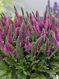 VERONICA spicata Bubblegum Candles.jpg