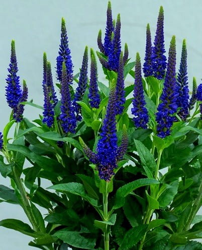 veronica Lansita Blue.jpg