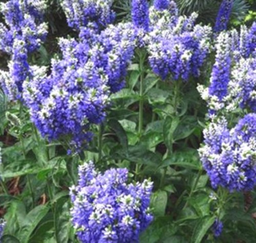Veronica hybrida Blue Bomb.jpg