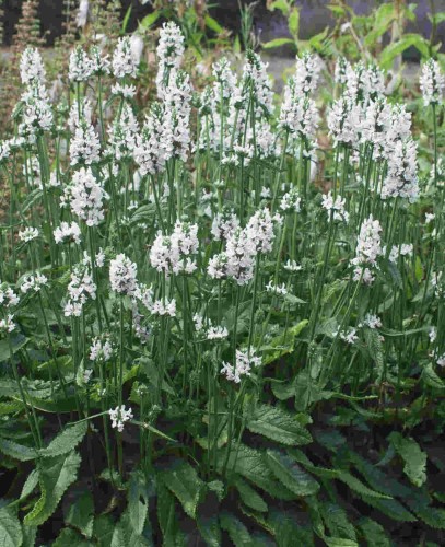 Stachys officinalis Summer Snowcone.jpg
