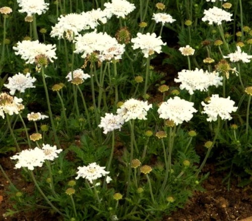 scabiosa-flutter-pure-white.jpg