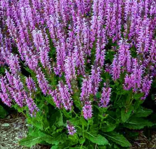 Salvia pratensis  Fashionista Back to the Fuchsia.jpg