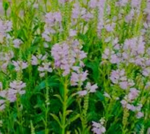 physostegia virginiana Pink Manners.jpg