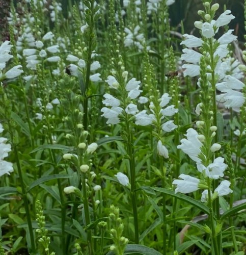 Physostegia virginiana Miss Manners.jpg