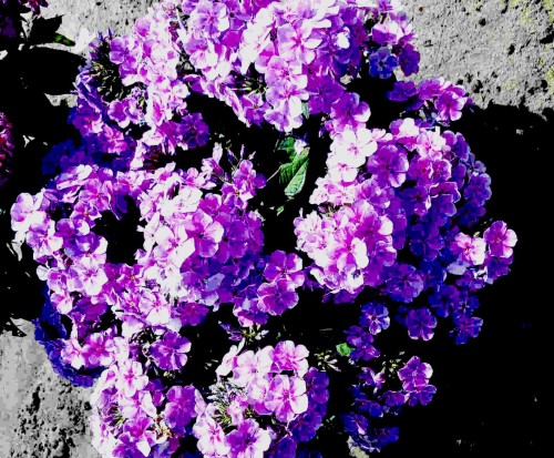 Phlox paniculata Bambini Lucky Lilac.jpg