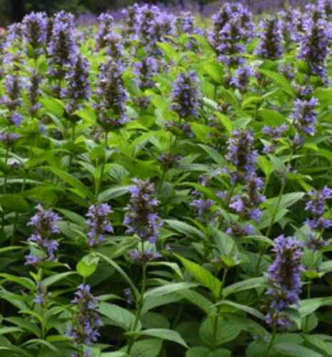 Nepeta subsessilis Purple Prelude.jpg