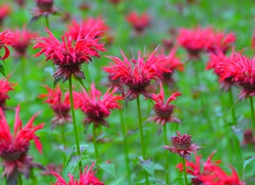 monarda Gardenview-Scarlet.jpg