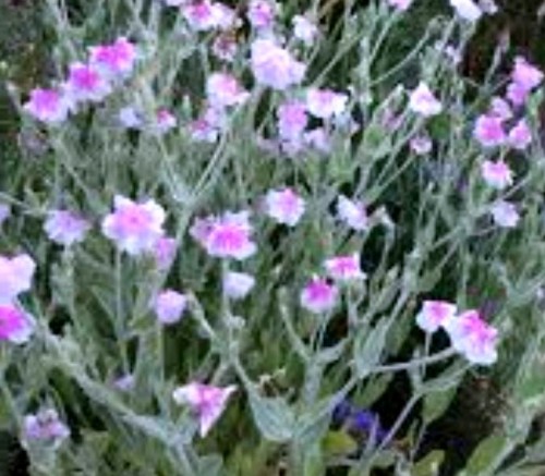 lychnis coronaria Angel's Blush.jpg