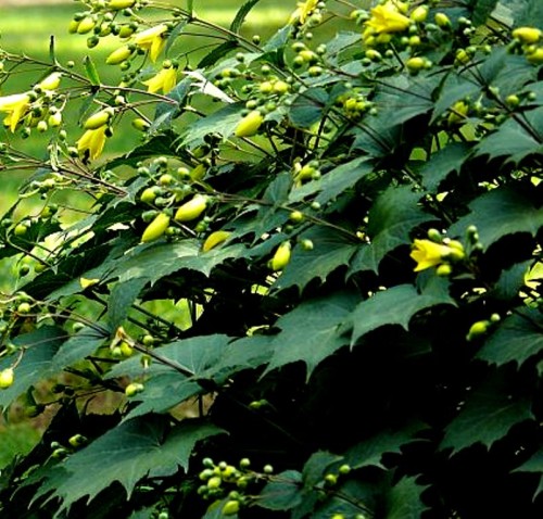 Kirengeshoma_palmata Black Style.jpg