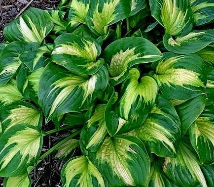 Hosta Shadowland Etched Glass .jpg