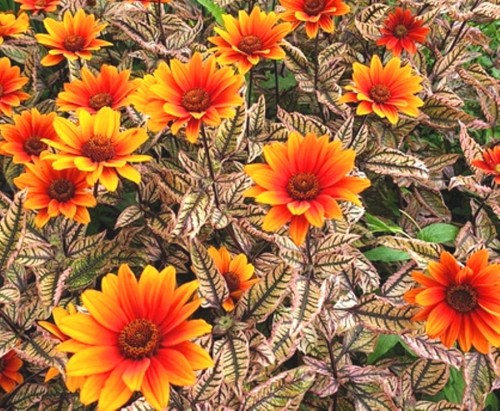 Heliopsis Orange Marble .jpg