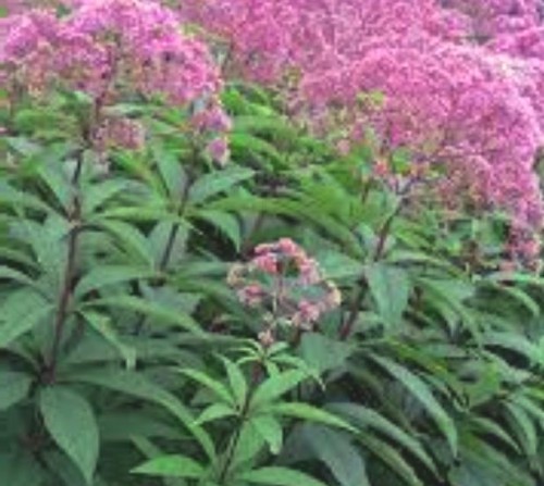 Eupatorium maculatum Gateway.jpg