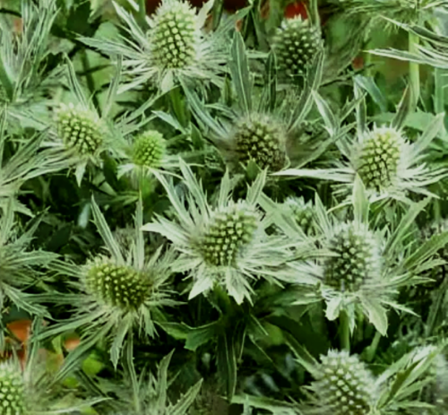 Eryngium-Magical-White-Lagoon.jpg