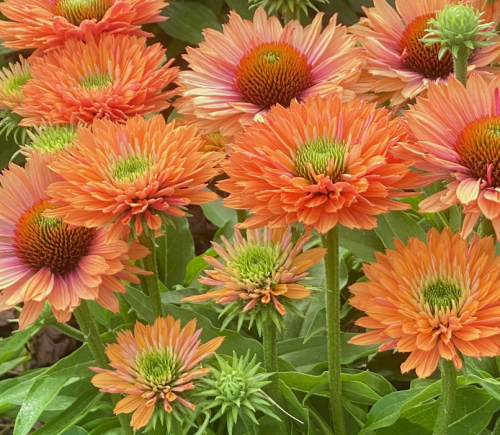 echinacea SunSeekers Pumpkin Pie.jpg