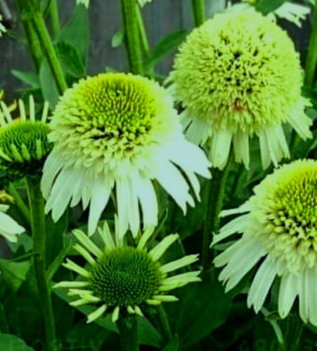 echinacea Delicious-nougat.jpg