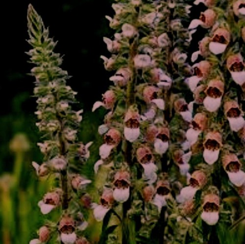 Digitalis lanata Cafe Creme.jpg