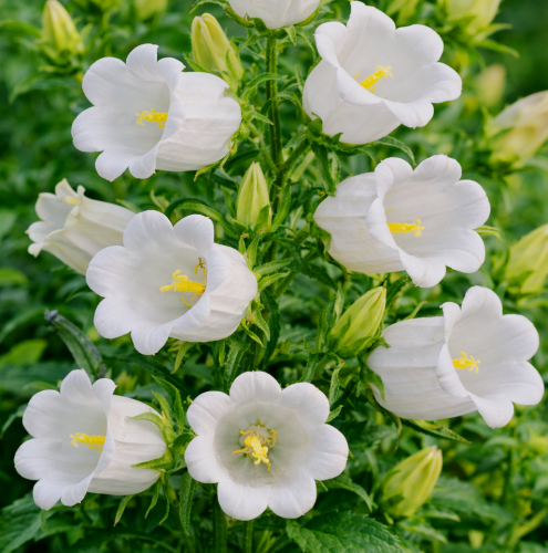 Campanula-medium-Single-White.jpg