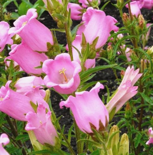 Campanula medium Pink Single.jpg