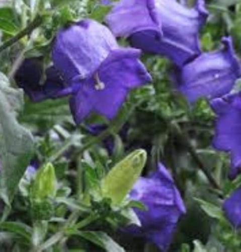 Campanula medium Blue Single.jpg
