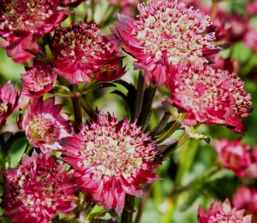 Astrantia Red Button.jpg
