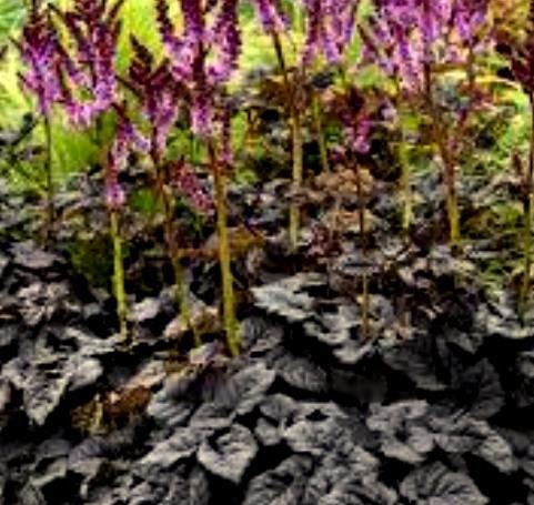 ASTILBE Dark Side of the Moon.jpg