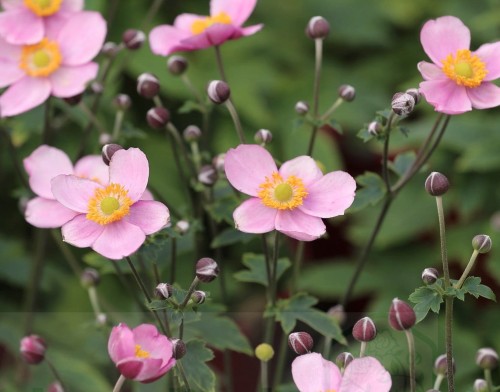 Anemone Little Breeze Sweet.jpg