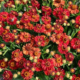 HELENIUM x hybr. Ranchera.jpg