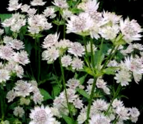 ASTRANTIA major Star of Billion.jpg