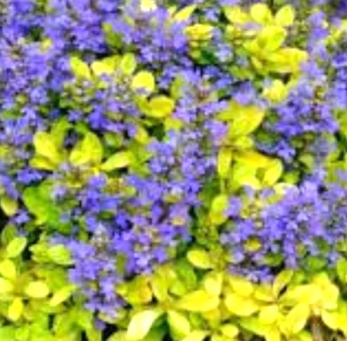 AJUGA reptans Feathered Friends Cordial Canary.jpg
